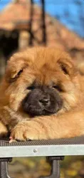 BB Chow Chow