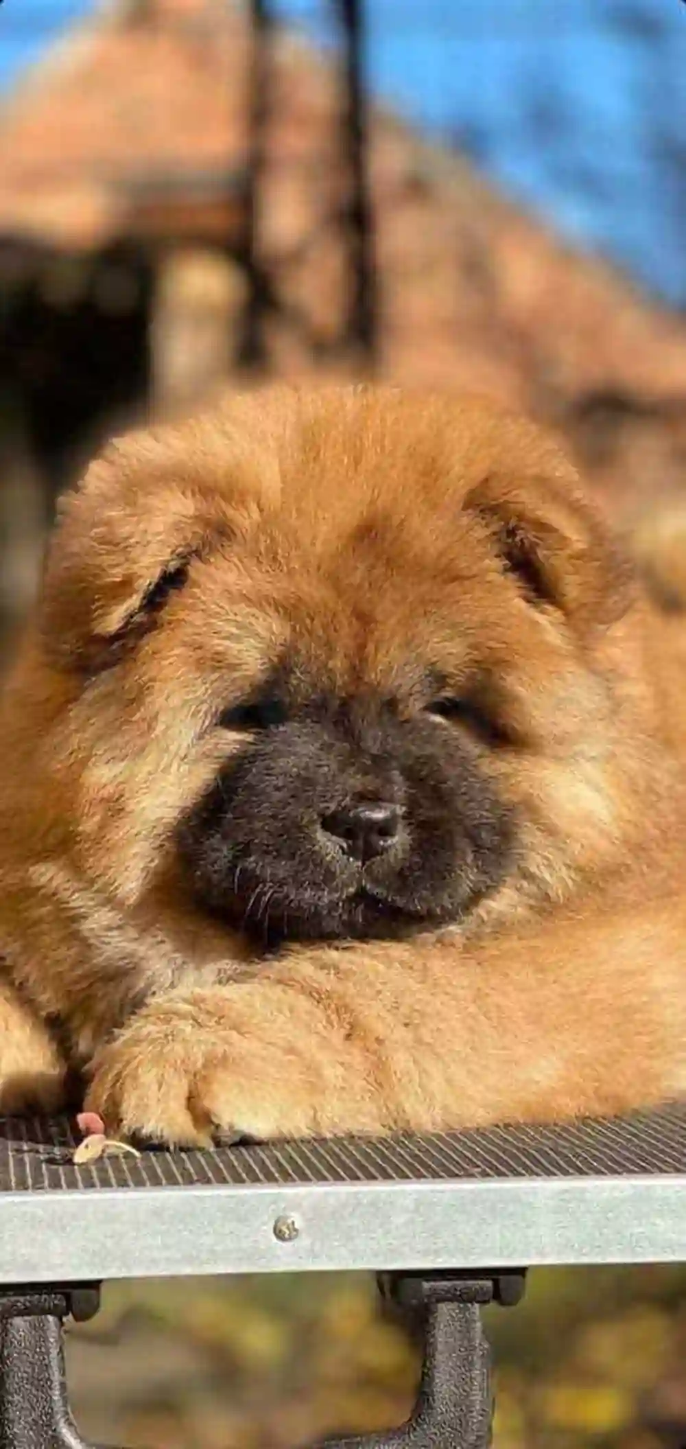 BB Chow Chow0