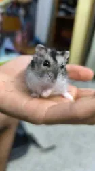 Hamster Russe