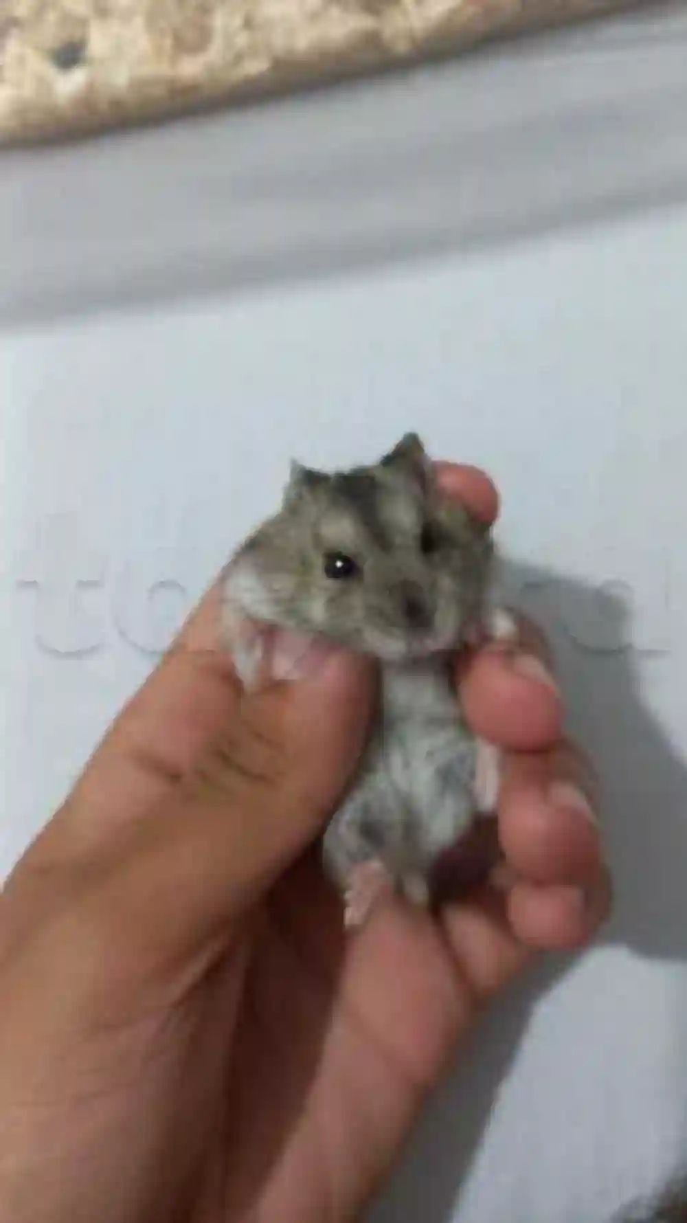 Hamster Russe - Vue 1