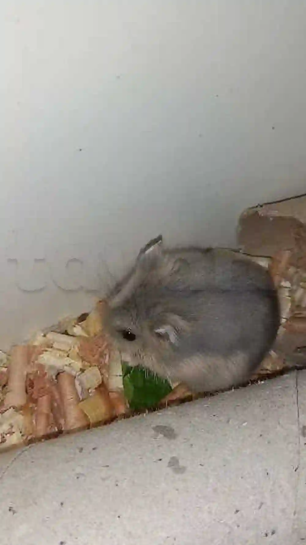 Hamster Russe - Vue 2