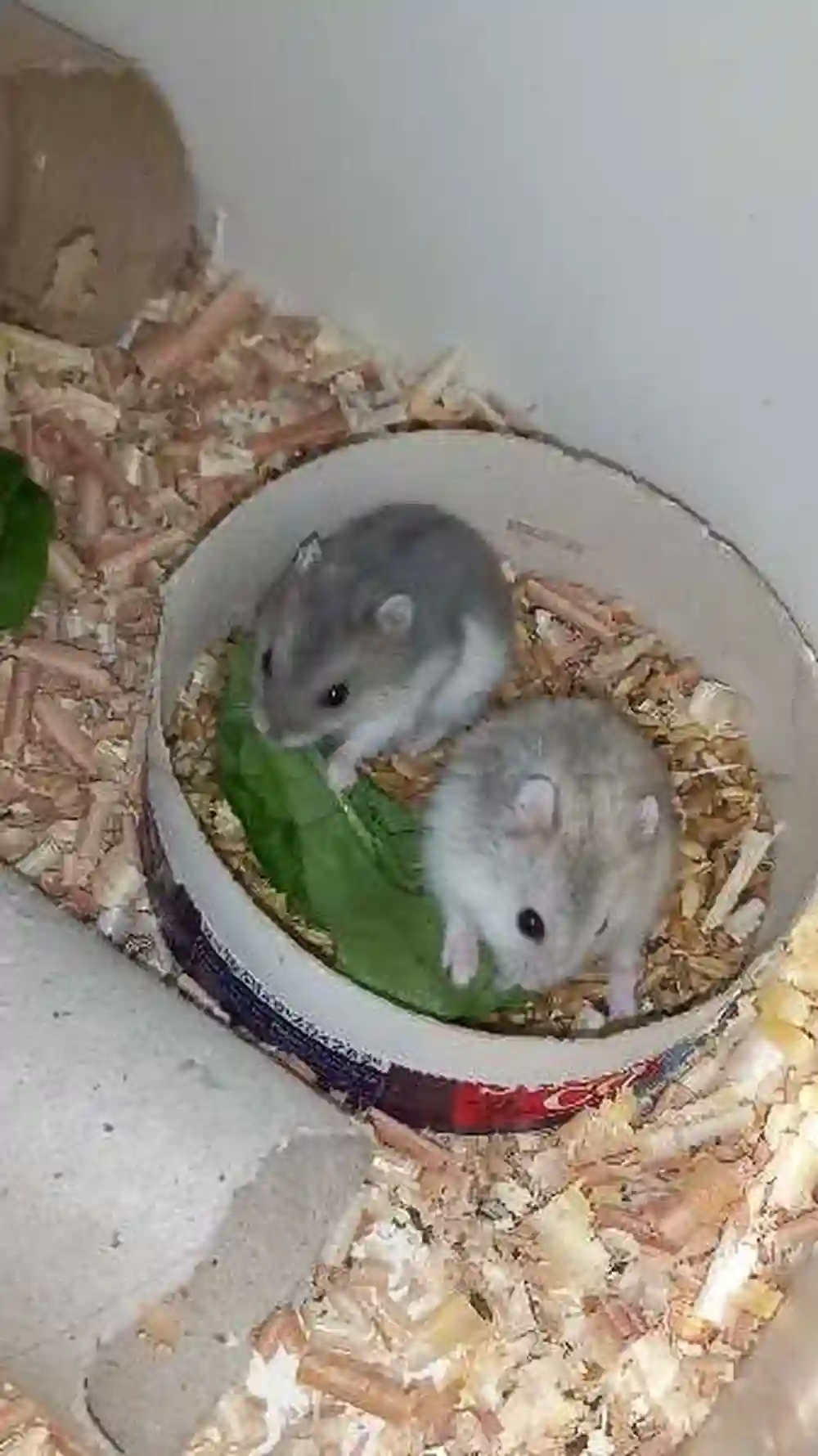 Hamster Russe - Vue 3