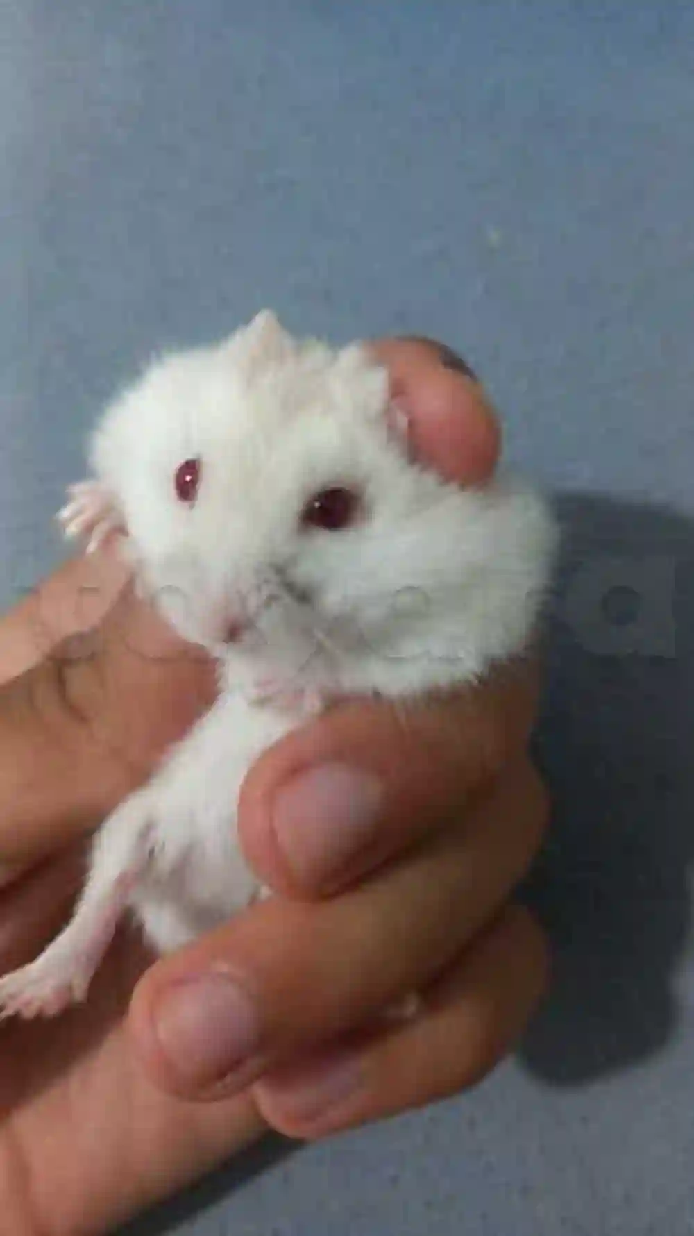 Hamster Russe - Vue 4