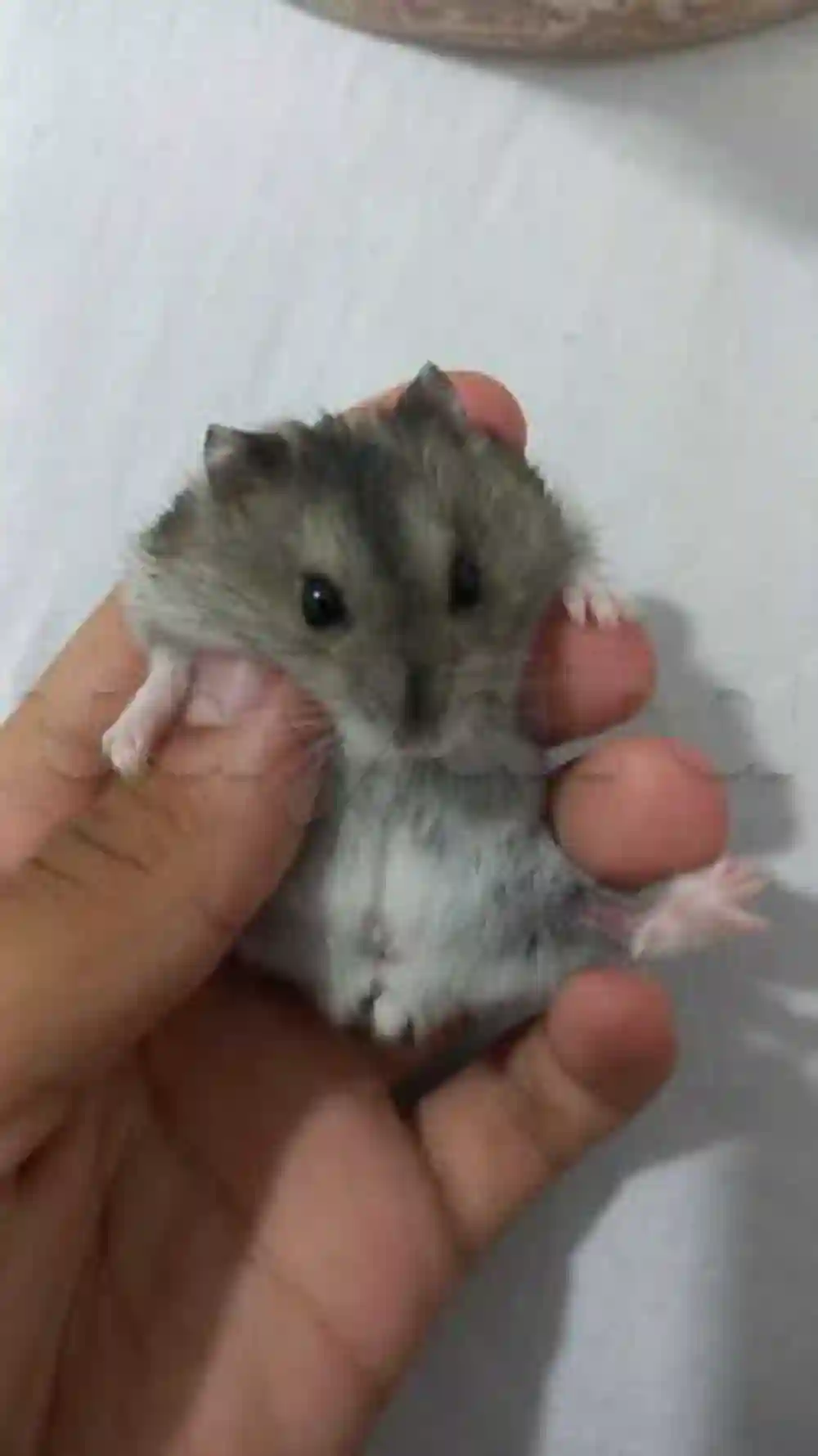 Hamster Russe - Vue 5