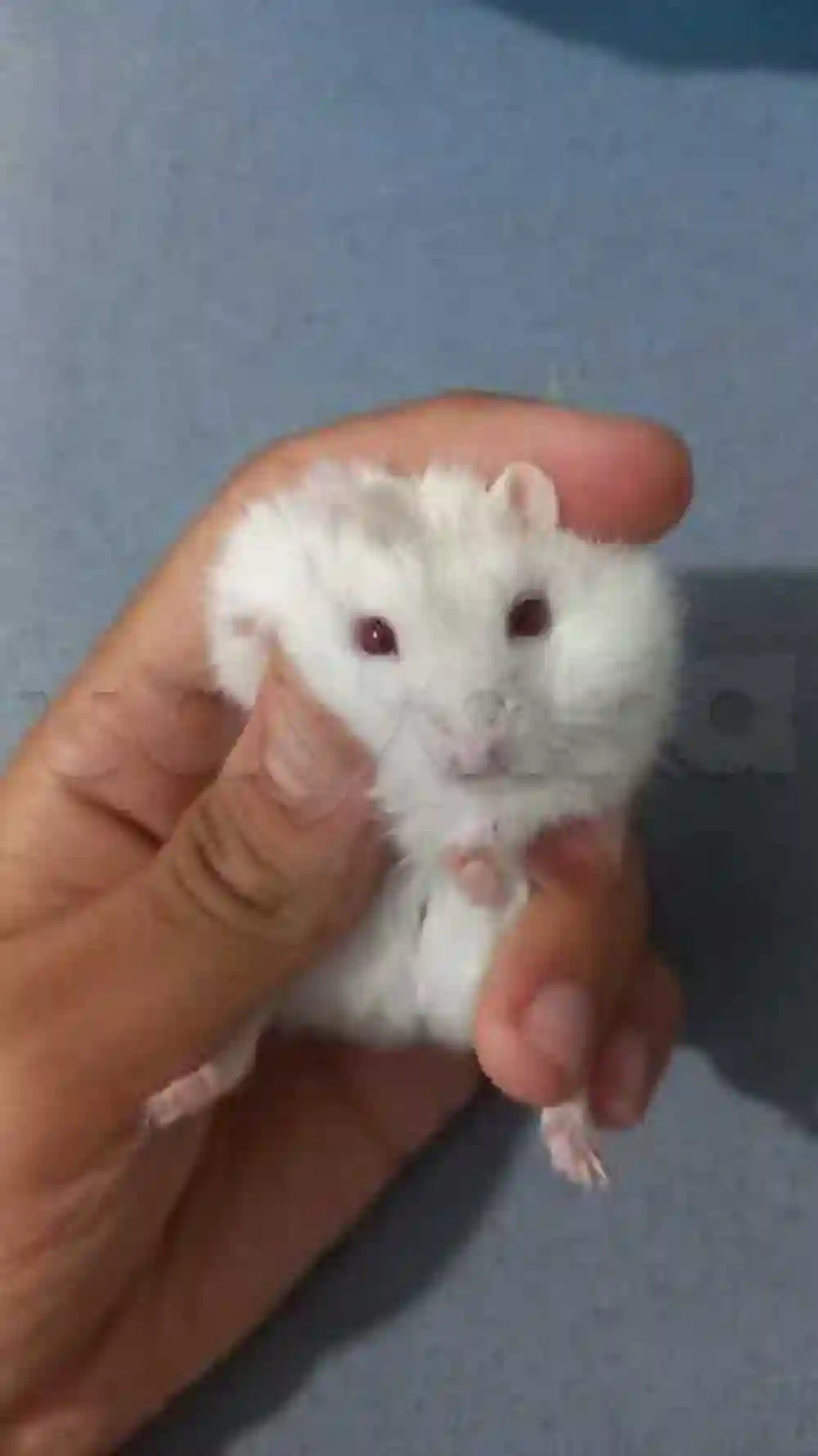 Hamster Russe - Vue 6