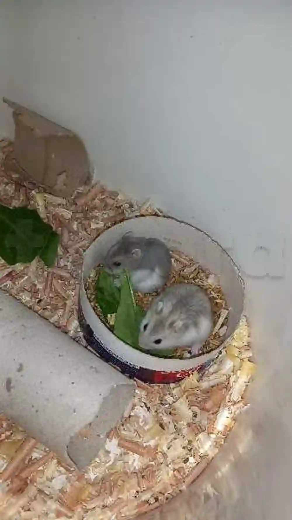 Hamster Russe - Vue 7