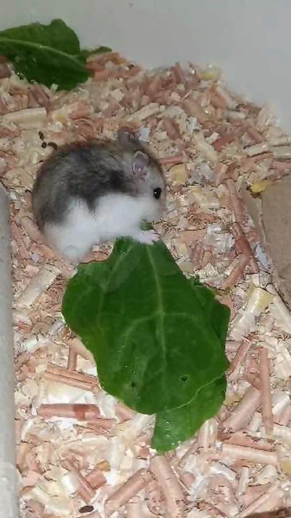 Hamster Russe - Vue 8