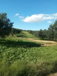 للبيع 5500م بها زيتون بين بوفيشة وزغوان