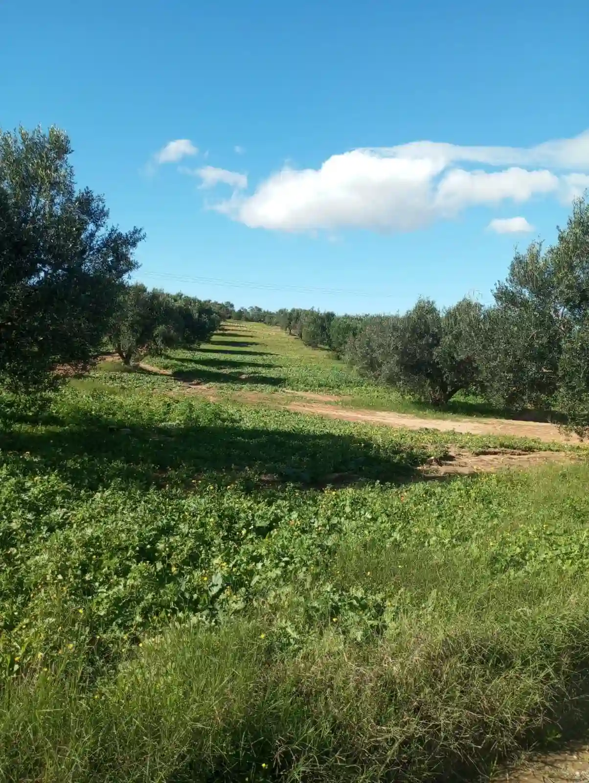 للبيع 5500م بها زيتون بين بوفيشة وزغوان0