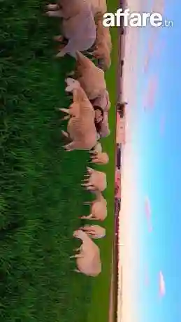 اغنام غربي وسردي - Vue 10