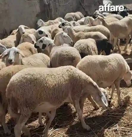 اغنام غربي وسردي - Vue 11