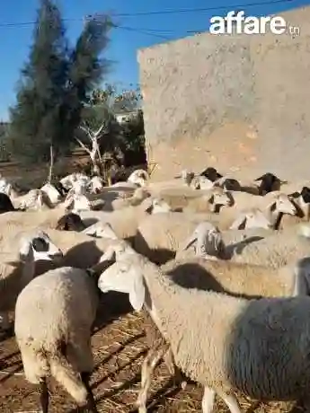 اغنام غربي وسردي - Vue 12