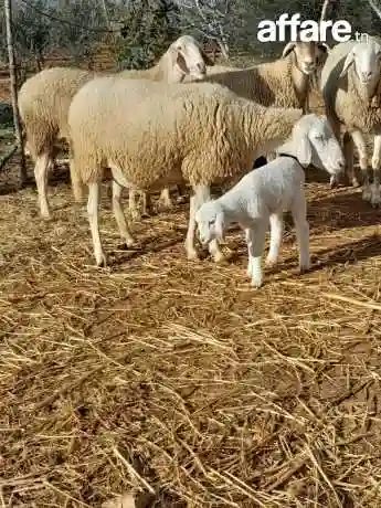 اغنام غربي وسردي - Vue 3
