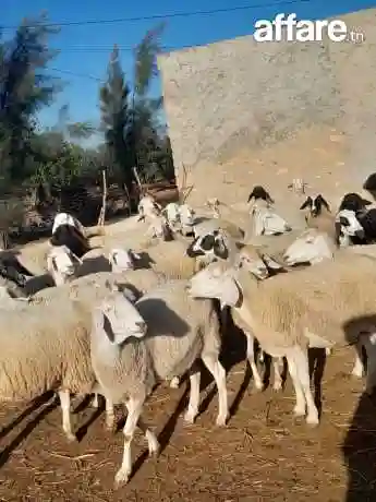اغنام غربي وسردي - Vue 7