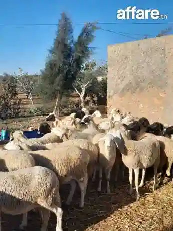 اغنام غربي وسردي - Vue 8