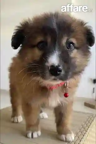 Chien - Vue 1