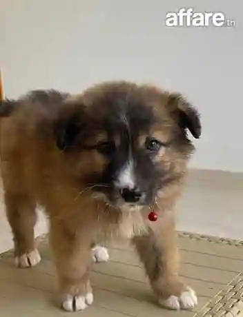 Chien - Vue 2