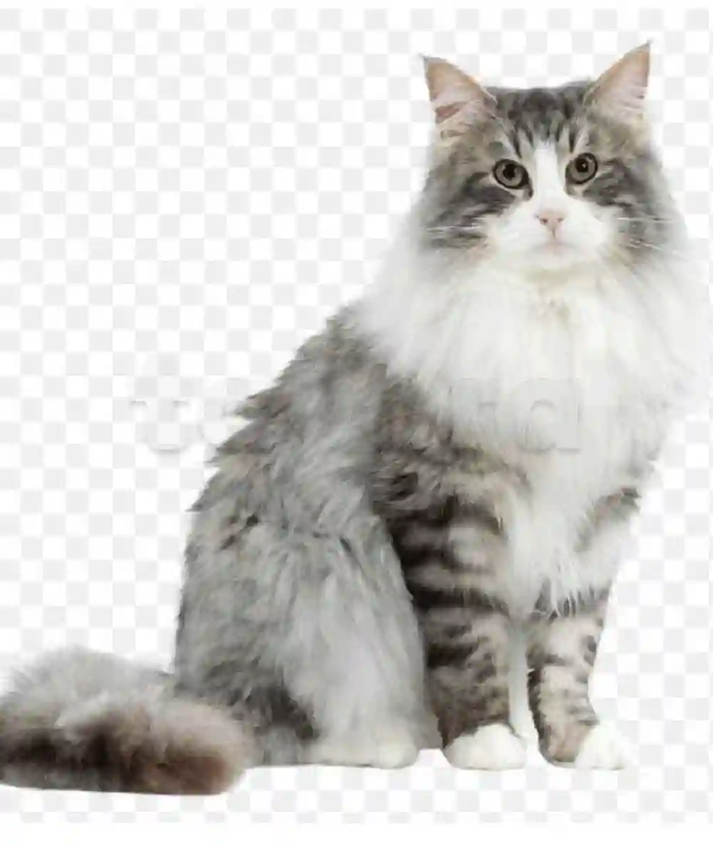 Chat Persan - Vue 1