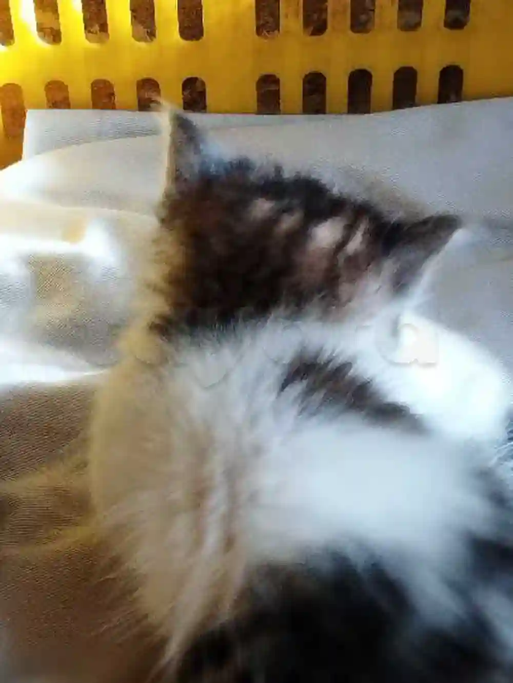 Chat Persan - Vue 3