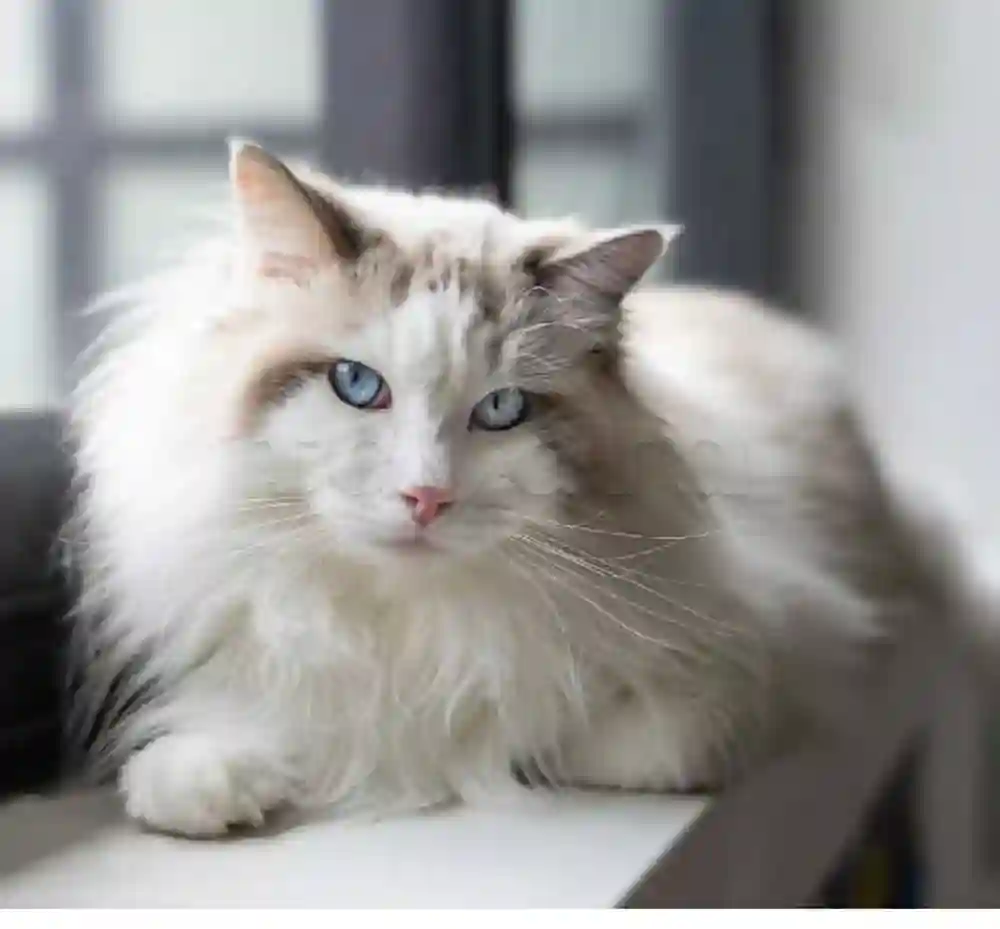 Chat Persan - Vue 4