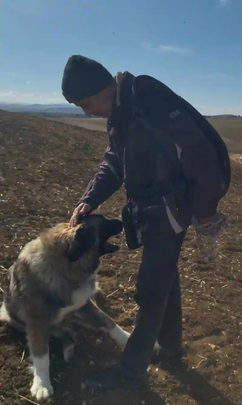 Femelle Berger de Caucase en Chaleur à Le Kef Ouest - Vue 2