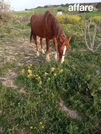 Cheval Barbe - Vue 1