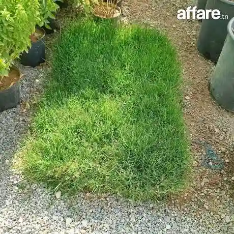 21226774 ☎️ Gazon Américain Vente et Pose fin - Vue 2