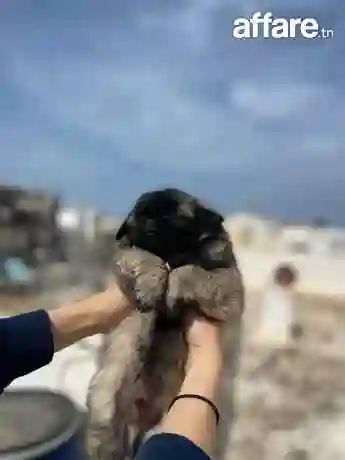 Animaux