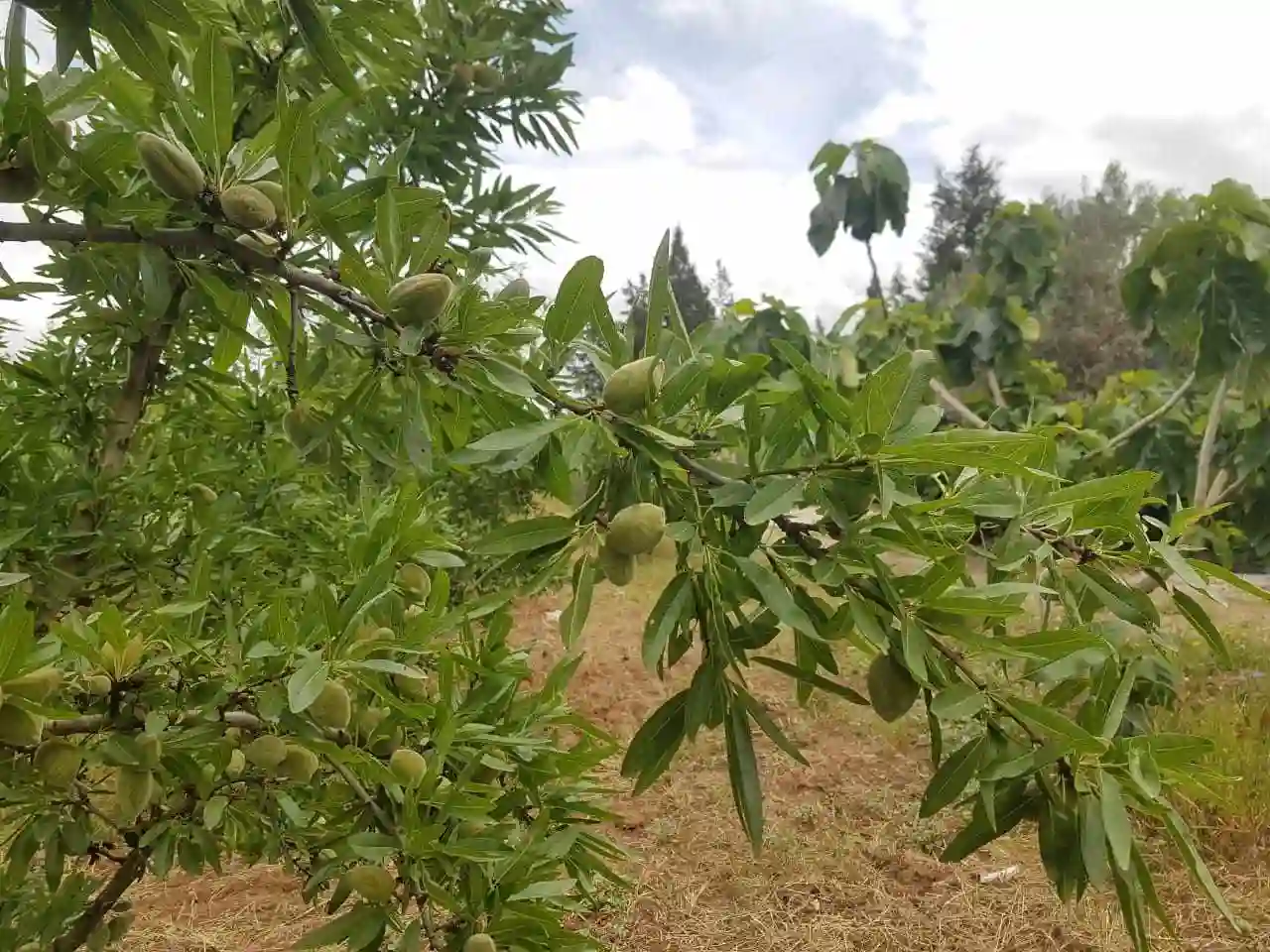 Louwz Mazzatou à Mornag0