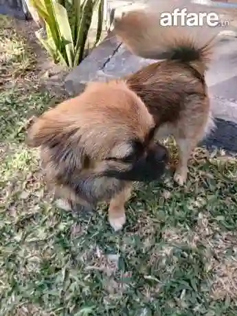 Adorable Femelle Pékinois