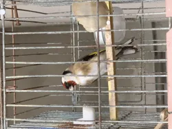 Moknin Yirani Omro Amine à Le Bardo