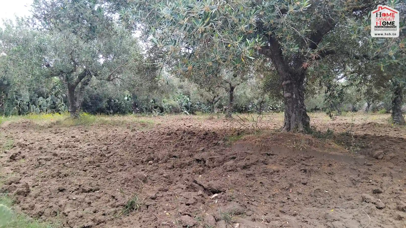 Terrain Chana à Nabeul à Nabeul - Vue 3
