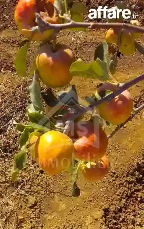 4 Hectares Ayant une vue de mer à Vendre à Hammamet Sud - Vue 2