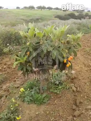 4 Hectares Ayant une vue de mer à Vendre à Hammamet Sud - Vue 3