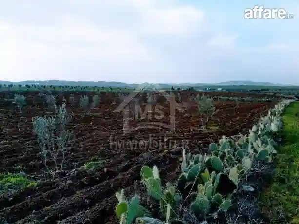 4 Hectares Ayant une vue de mer à Vendre à Hammamet Sud - Vue 4