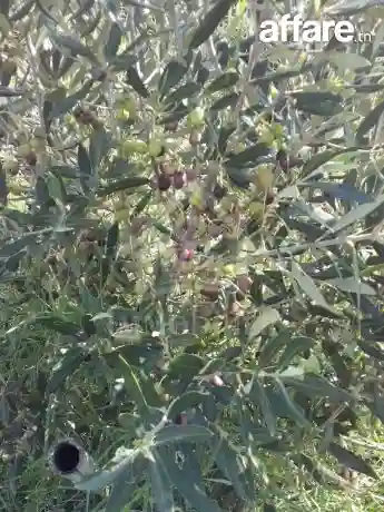 4 Hectares Ayant une vue de mer à Vendre à Hammamet Sud - Vue 5