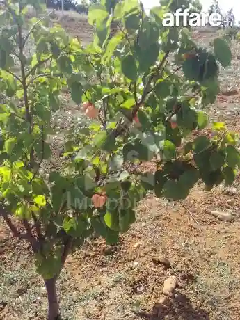 4 Hectares Ayant une vue de mer à Vendre à Hammamet Sud - Vue 6