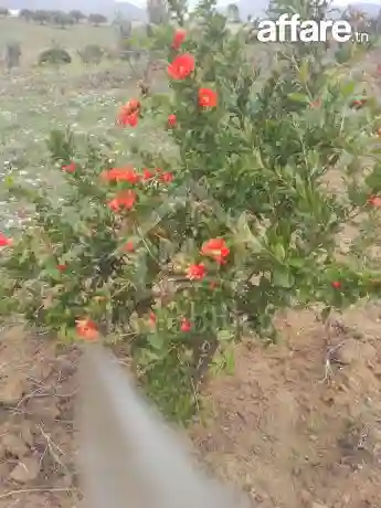 4 Hectares Ayant une vue de mer à Vendre à Hammamet Sud - Vue 7