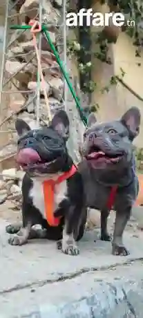 A Vendre Femelle Bouledogue Français