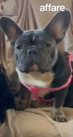 A Vendre Femelle Bouledogue Français - Vue 1