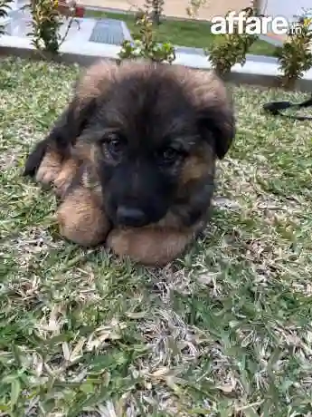 Berger Allemand Male