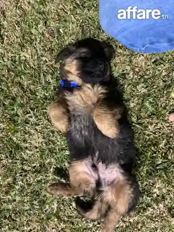 Berger Allemand Male - Vue 1
