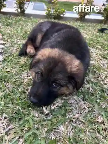 Berger Allemand Male - Vue 2