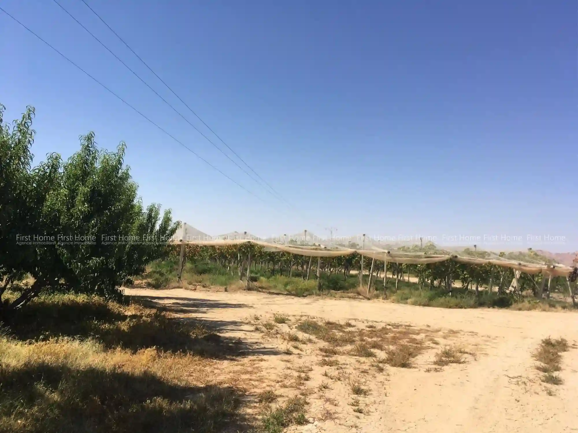 Ferme à Mezzouna Sidi Bouzid - Vue 2