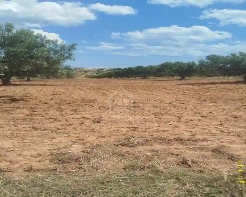 Terrain de 4000 m² à Vendre à 100 md à Hammamet sud 51355351 - Vue 3