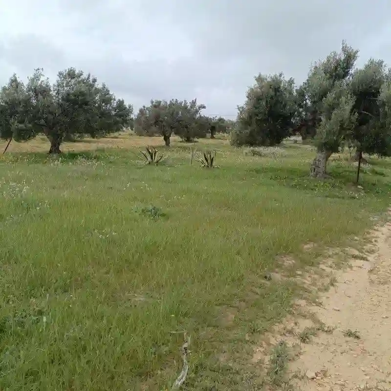 Forssa 290m a 32 md à Hammamet sud - Vue 1