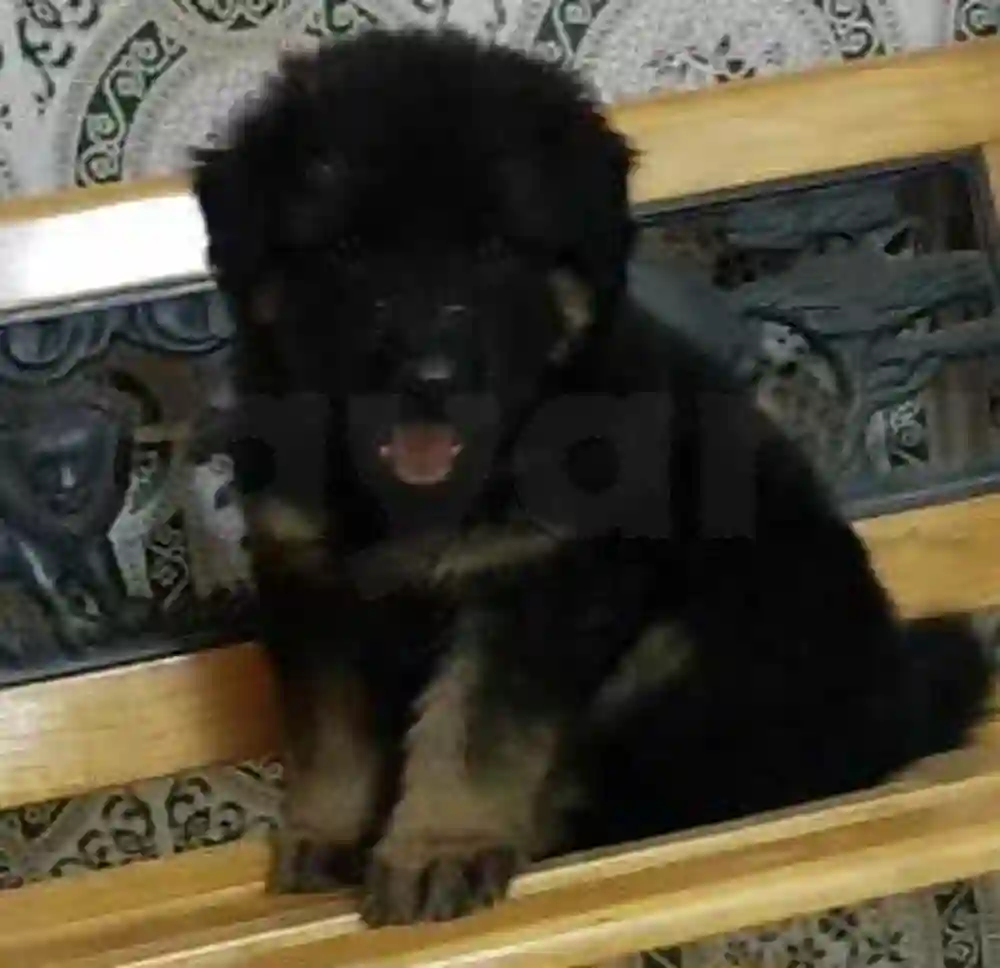 Chiot Berger Allemand