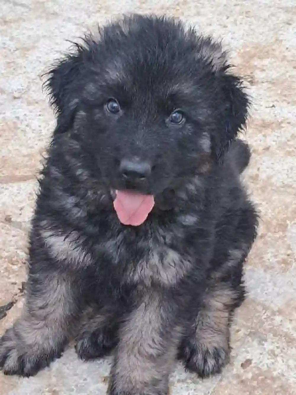 Chiot Berger Allemand - Vue 1