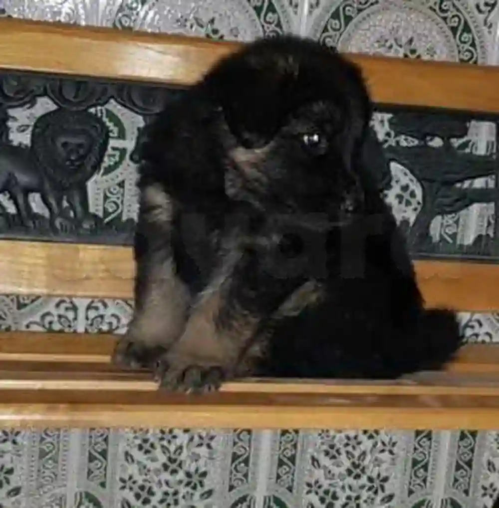 Chiot Berger Allemand - Vue 2