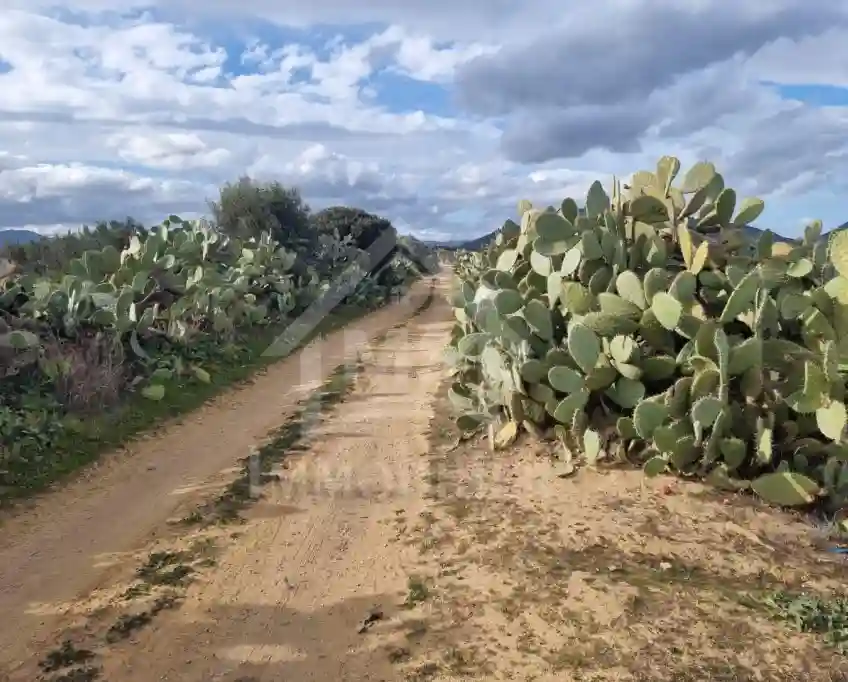 1 Hectare Planté D'oliviers à Hammamet sud à Vendre 51355351 - Vue 1